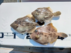 カワハギの釣果