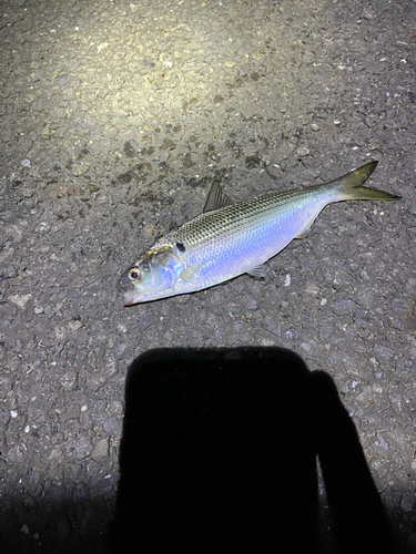 コノシロの釣果