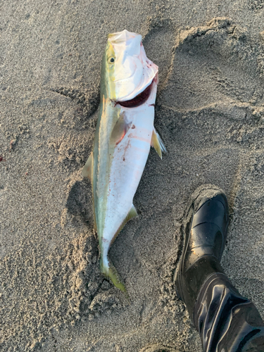 ワラサの釣果