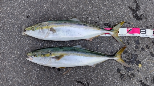 ハマチの釣果