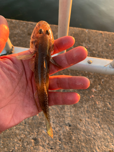 アナハゼの釣果