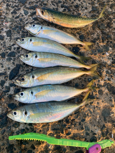 アジの釣果