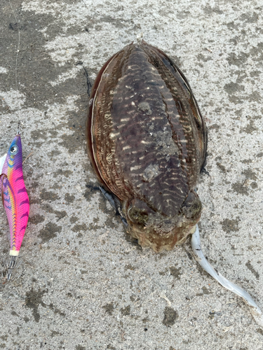 コウイカの釣果