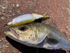 スズキの釣果