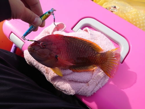 アカササノハベラの釣果