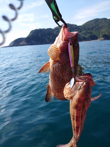 オオモンハタの釣果