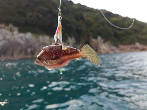 キタマクラの釣果