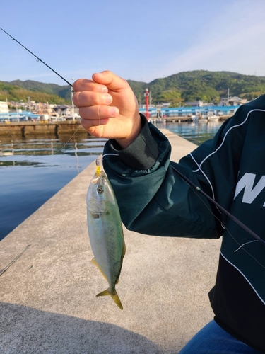 ツバスの釣果