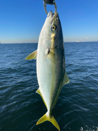 イナダの釣果