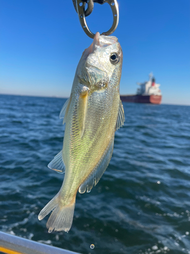 イシモチの釣果