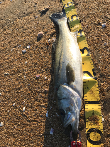 シーバスの釣果