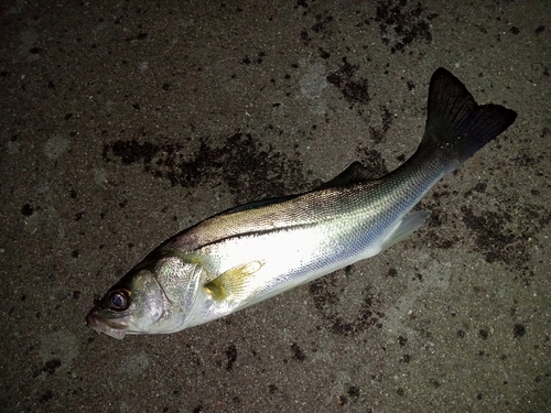 セイゴ（マルスズキ）の釣果