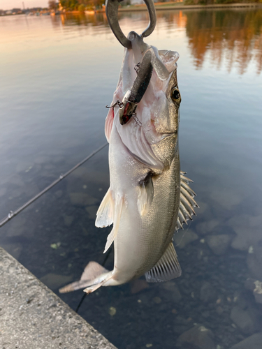 シーバスの釣果