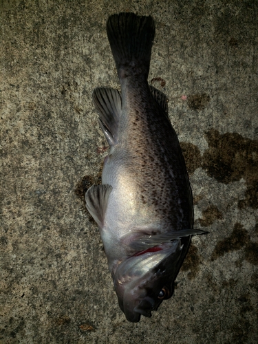 クロソイの釣果