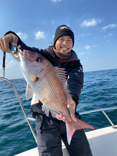 マダイの釣果