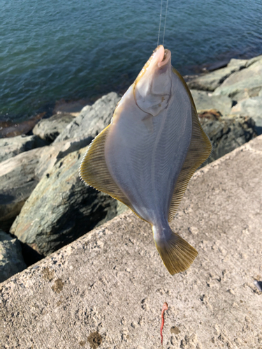 カレイの釣果