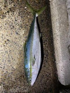 ハマチの釣果