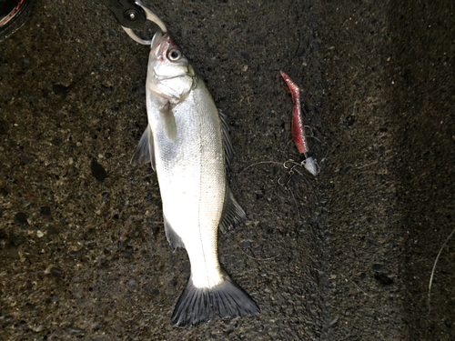 ヒラスズキの釣果