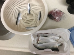 サバの釣果