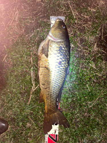 コイの釣果