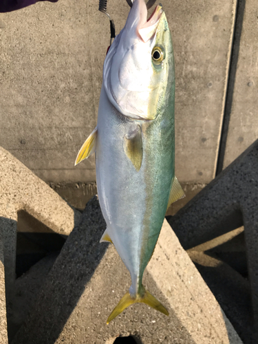 ハマチの釣果