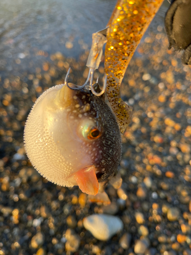 クサフグの釣果