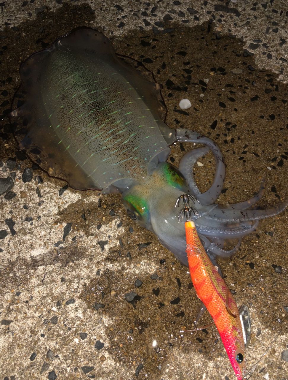 アオリイカ