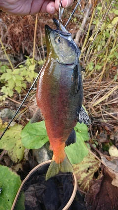 ヒメマスの釣果