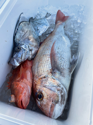 マダイの釣果