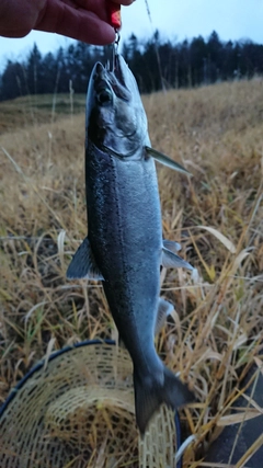 サクラマスの釣果