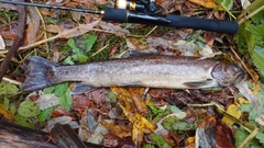 アメマスの釣果