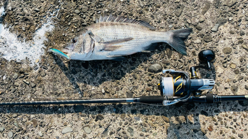 チヌの釣果