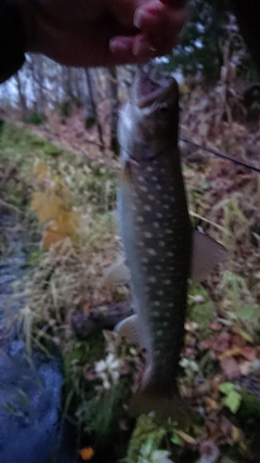 アメマスの釣果