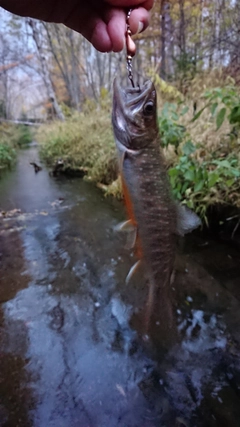 オショロコマの釣果