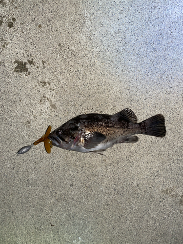 クロソイの釣果