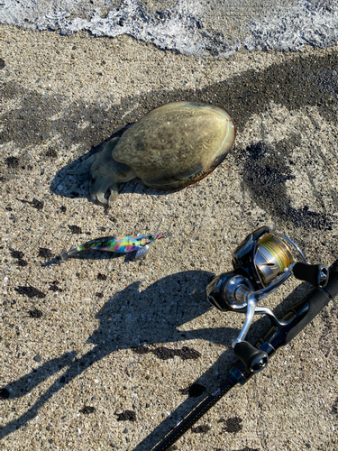 コウイカの釣果