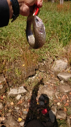 アメマスの釣果
