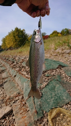 ニジマスの釣果