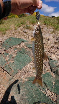 アメマスの釣果
