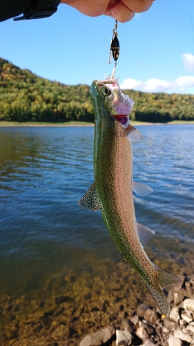 ニジマスの釣果