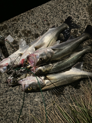 シーバスの釣果