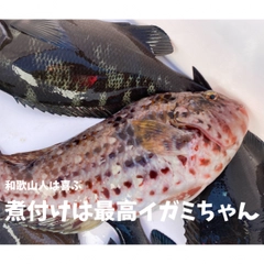 グレの釣果