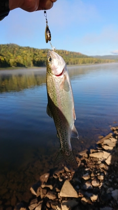 ニジマスの釣果
