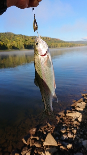 ニジマスの釣果