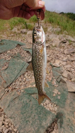 アメマスの釣果