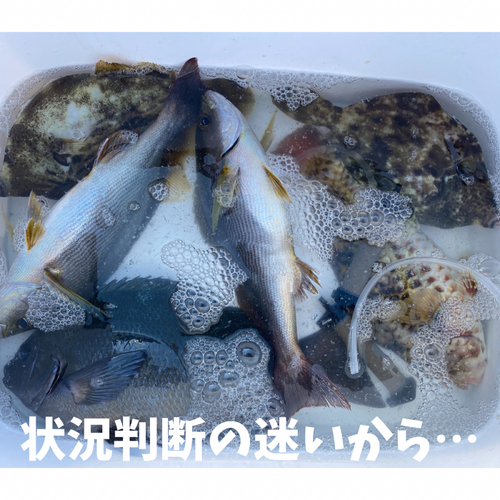 グレの釣果