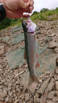 ニジマスの釣果