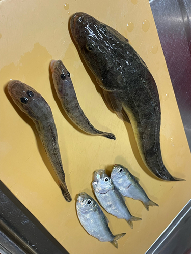 マゴチの釣果