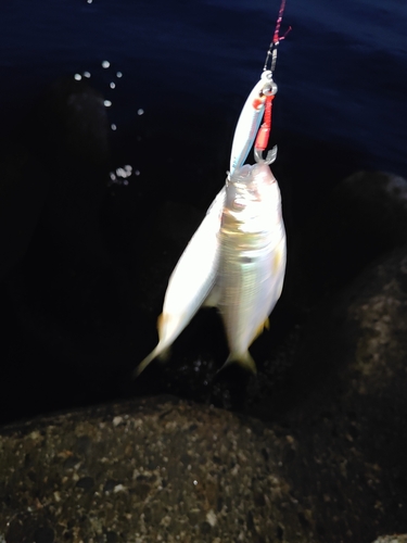 コノシロの釣果