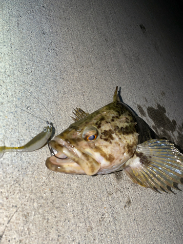 ベッコウゾイの釣果